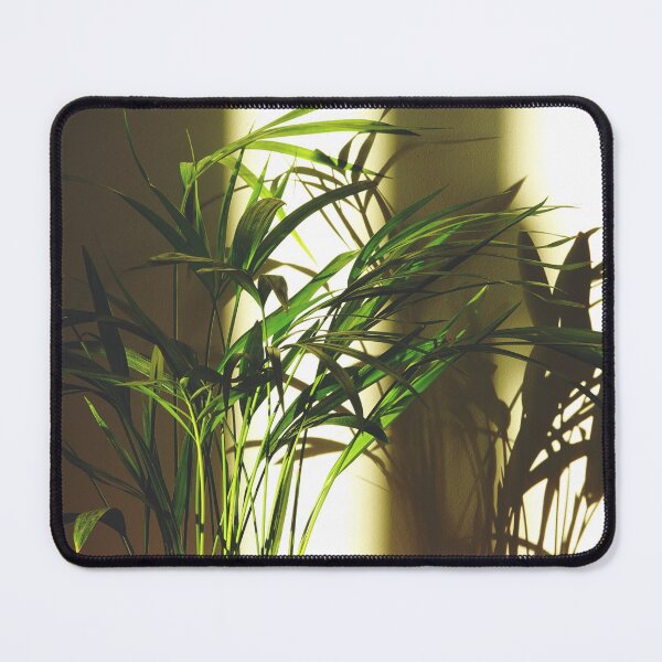 Item preview, Natural Light Bathing Indoor Houseplant Areca Palm designed and sold by CarolinaReina.