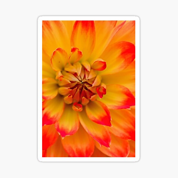 Item preview, Orange and Red Flower designed and sold by fineartimagery.