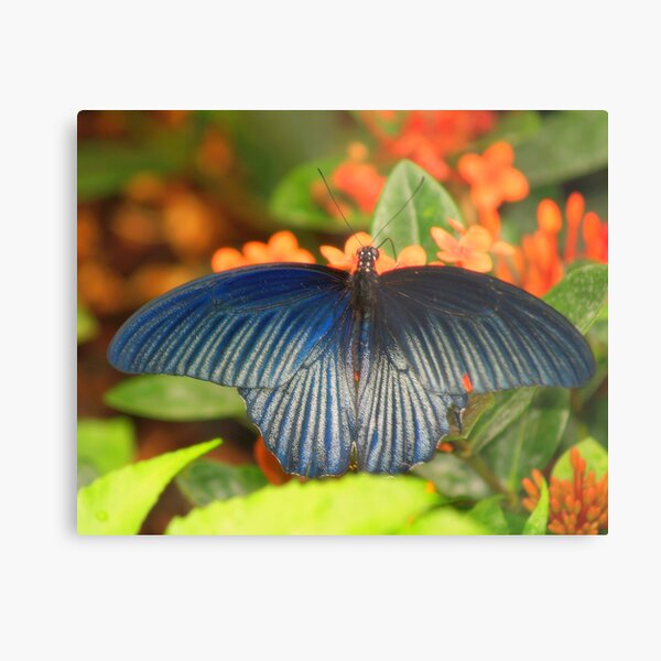 Blue Wings Metal Print
