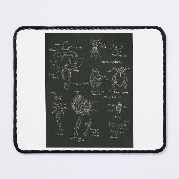 Item preview, Beetle Diagram designed and sold by Lloyd Library & Museum.