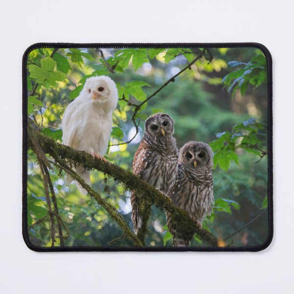 Item preview, Barred Owl Siblings designed and sold by mydeliciouslife.