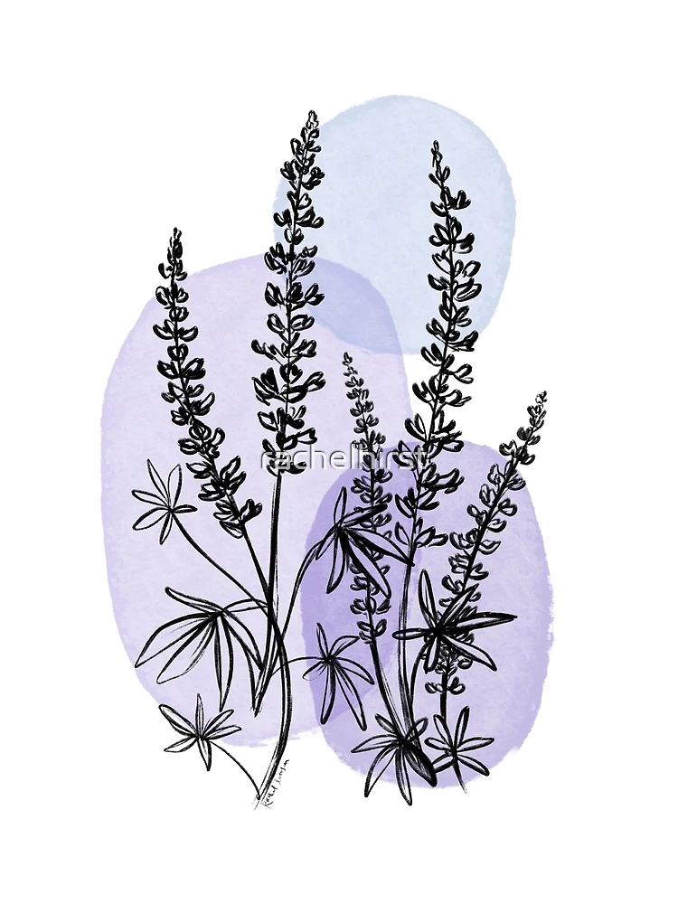 bouquet lavender flowers on an isolated white background, watercolor  illustration, hand drawing Stock Illustration | Adobe Stock