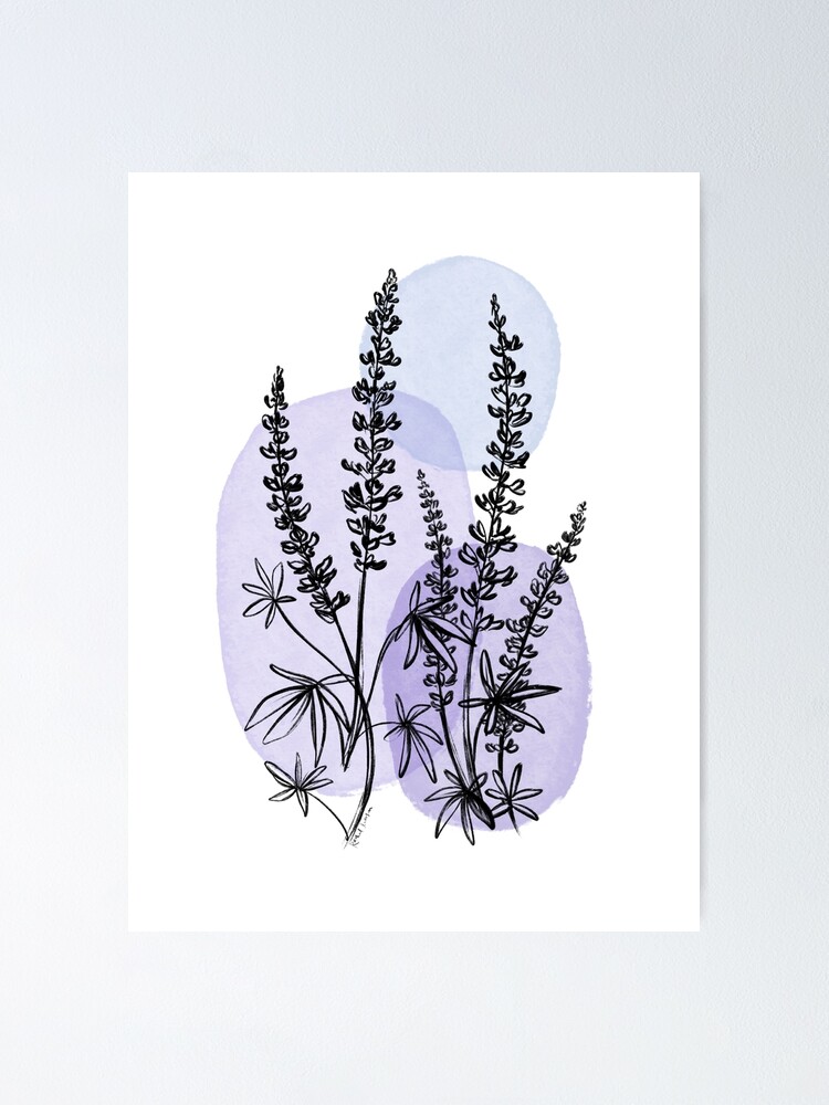 French lavender flowers botanical drawing Vector Image