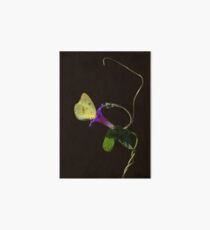 Cloudless Sulphur Butterfly And Morning Glory Art Board