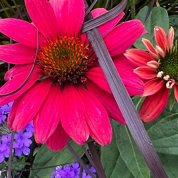 Artwork thumbnail, Floral Color Splendor by Photomersion