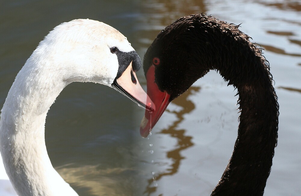 white swan black swan" by Deaton