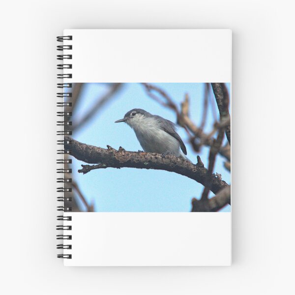 Item preview, White-lored Gnatcatcher designed and sold by andymarin.