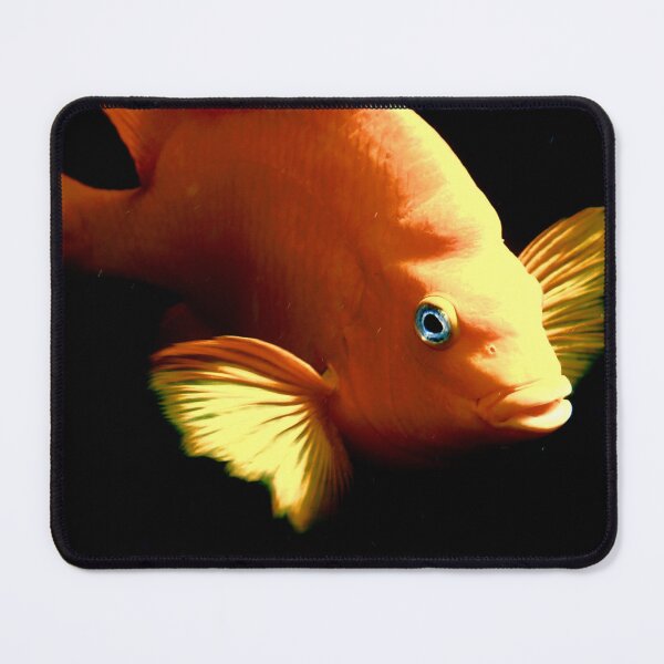 Item preview, Garibaldi designed and sold by Johnny Nienstedt.