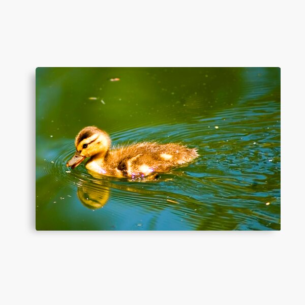 Duckling Canvas Print