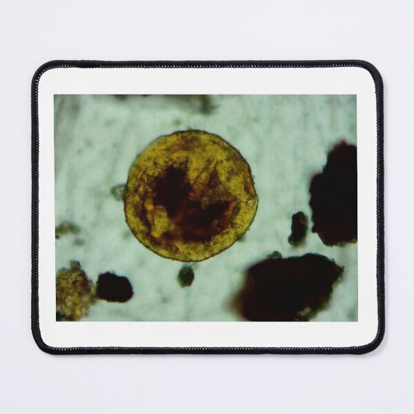 Item preview, Prasinophyte Algae Cyst designed and sold by Pr0teusUnbound.