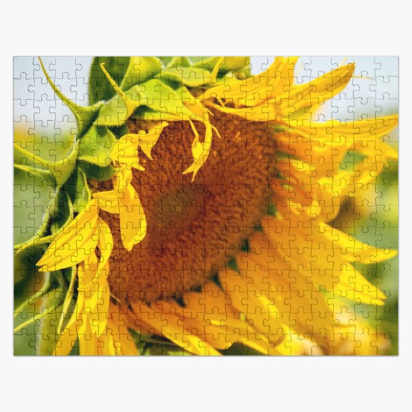 Artikel-Vorschau von Flauschige gelbe Sonnenblume mit gekräuselten Blütenblättern, designt und verkauft von DEC02.
