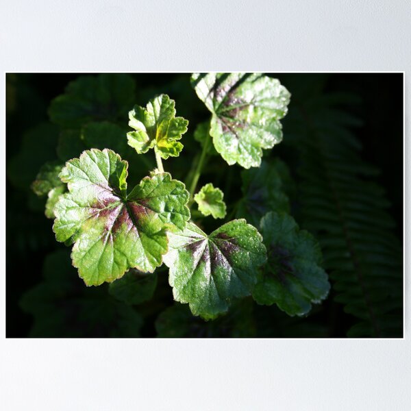 Leaves in light 2008 Poster