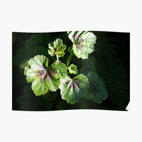 Leaves in light 2008 Poster