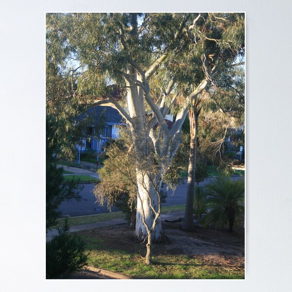 Afternoon Light 2008 Poster