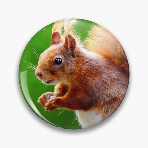 Item preview, ANIMALS #61 - Adorable Red Squirrel Close-Up designed and sold by DEL-Productions.