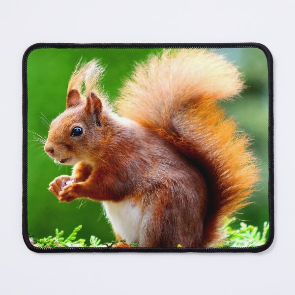 Item preview, ANIMALS #61 - Adorable Red Squirrel Close-Up designed and sold by DEL-Productions.