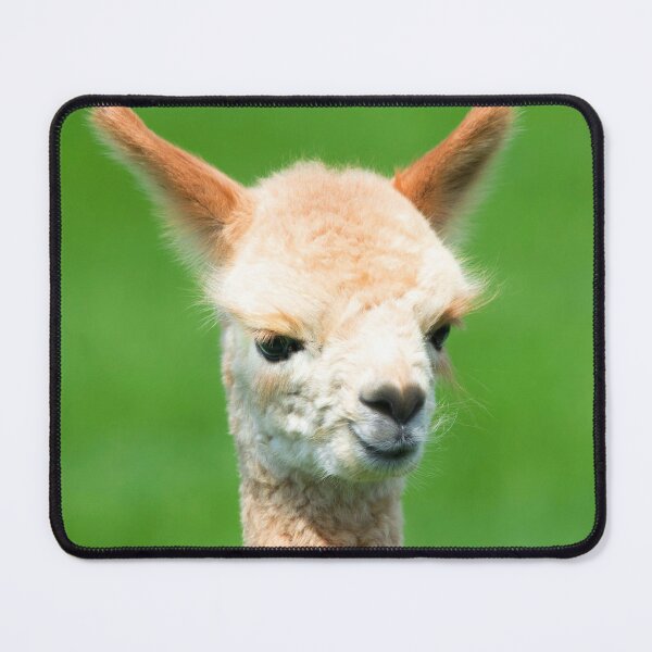 Item preview, ANIMALS #63 - Adorable Cream-Colored Baby Llama designed and sold by DEL-Productions.