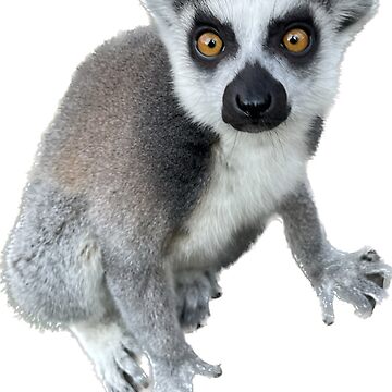 Ring-tailed Lemur :: Currumbin Wildlife Sanctuary