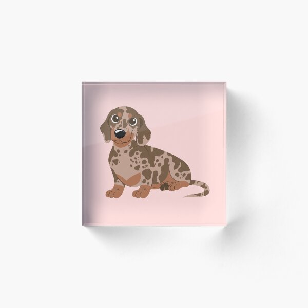 Miniature Dachshund - Dapple Acrylic Block