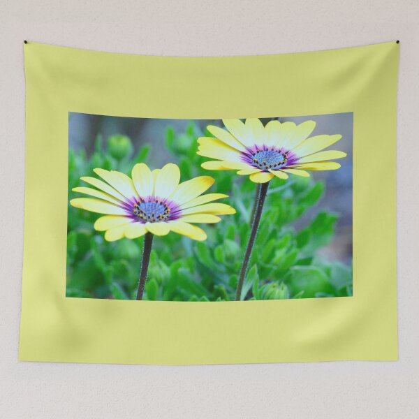 Item preview, Golden Gazanias designed and sold by imaginethis.