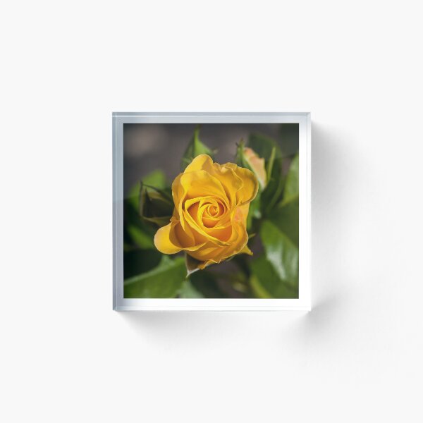 Item preview, The yellow one  designed and sold by Christian PREVOT.