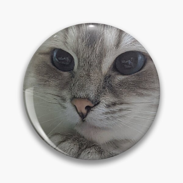 Item preview, Copy of Saoirse the beautiful lynx ragdoll queen cat designed and sold by Fluffycat2020.