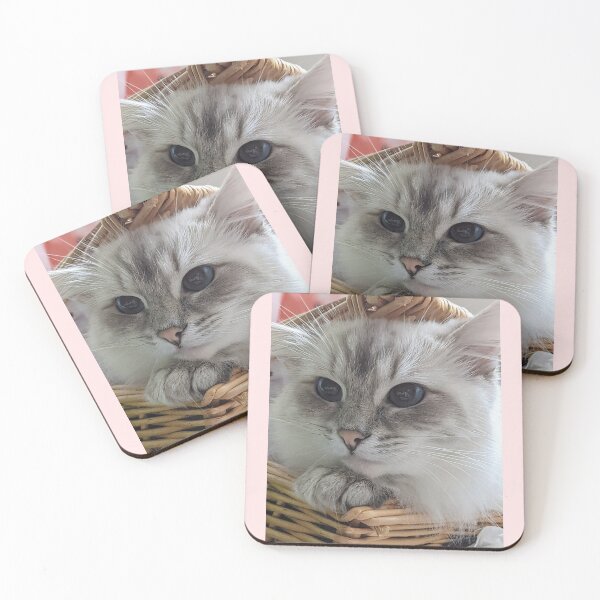 Item preview, Copy of Saoirse the beautiful lynx ragdoll queen cat designed and sold by Fluffycat2020.