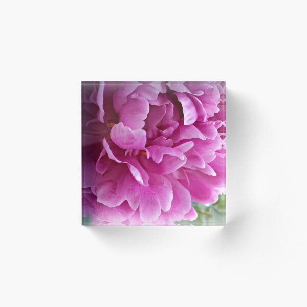 Pink Peonie Acrylic Block
