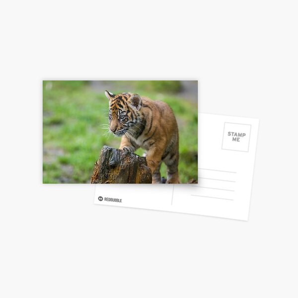 Sumatran Tiger Cub Playing Postcard