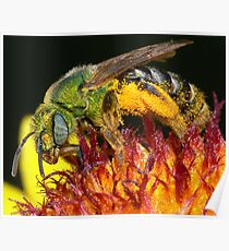 Pollen Party Pooper ! Poster