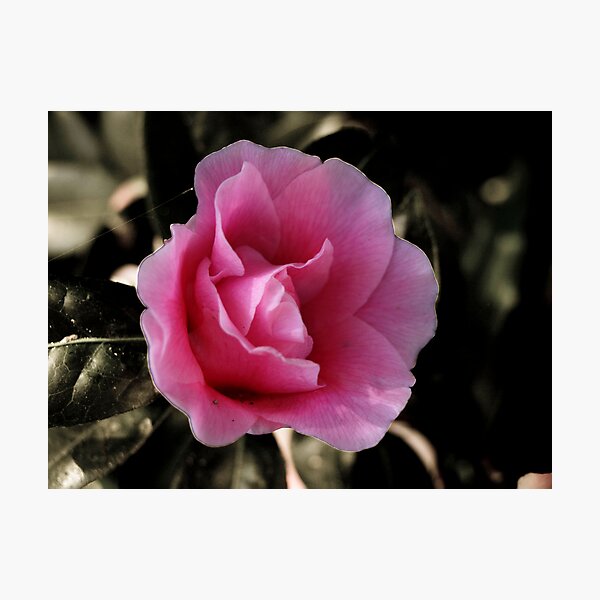 Item preview, Winter Camelia designed and sold by robynls.