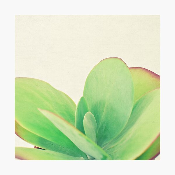 Item preview, Paddle Plant designed and sold by Cassia Beck.