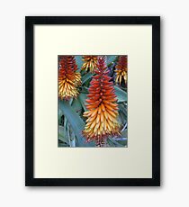 Orange Pokers Framed Print