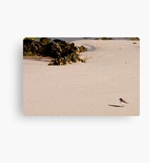 Lonely on Beach Canvas Print