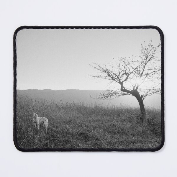 Item preview, 1999 Cane bianco al tramonto #02 designed and sold by robertoferrero.