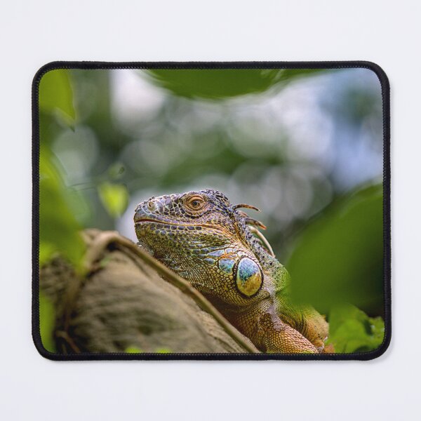 Item preview, iguana in the jungle designed and sold by thompsong03.