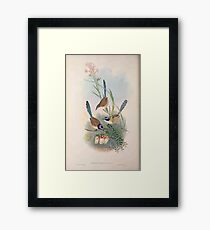 John Gould The Birds of Australia 1869 020 Malurus Coronatus Framed Print
