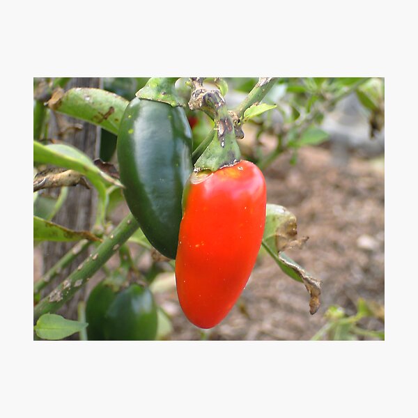 Item preview, Chilli! designed and sold by MaddyPaddy.