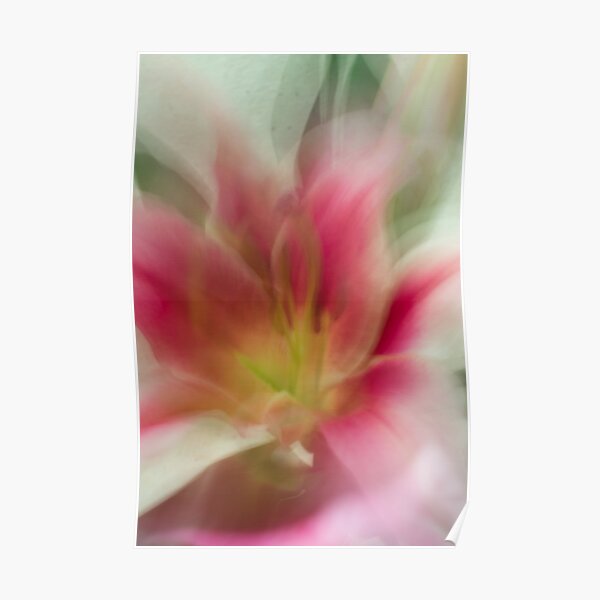 Fleur Blur-Abstract Pink, Yellow, White Lily Poster