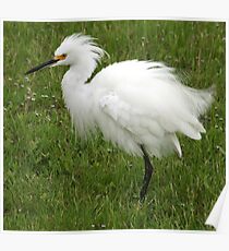 Snowy Egret Poster