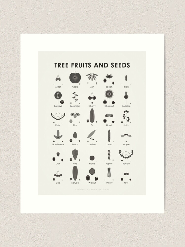 Identification Chart, Leaves of Trees and Shrubs – Iris Luckhaus