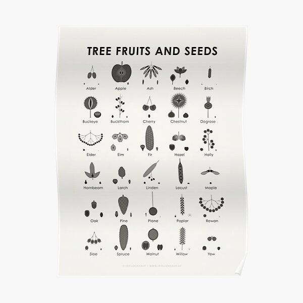 Tree Fruits, Nuts, Cones and Seeds Identification ID Chart (Englisch) Poster