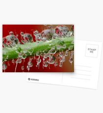 Misty Morning Rain Postcards