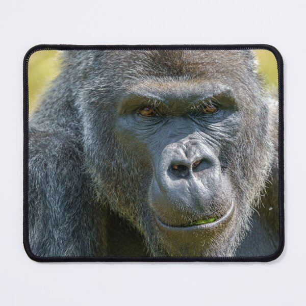 Item preview, Silverback Close-Up designed and sold by rawshutterbug.