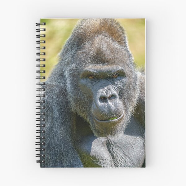 Item preview, Silverback Close-Up designed and sold by rawshutterbug.