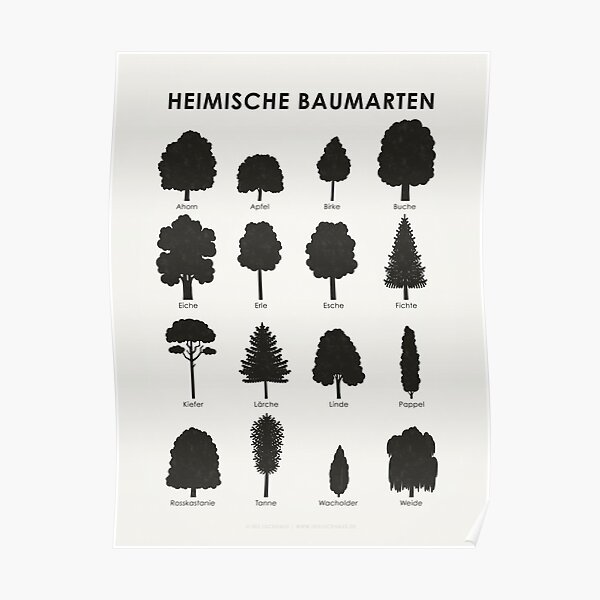 Heimische Baumarten, Baumsilhouetten oder Spezies Schautafel / Infografik (Deutsch) Poster