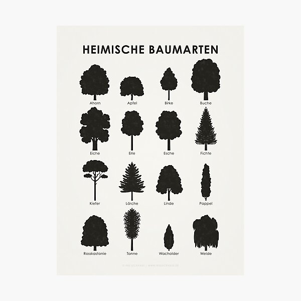 Item preview, Native tree species, tree silhouettes or species chart / infographic (German) designed and sold by Iris Luckhaus.