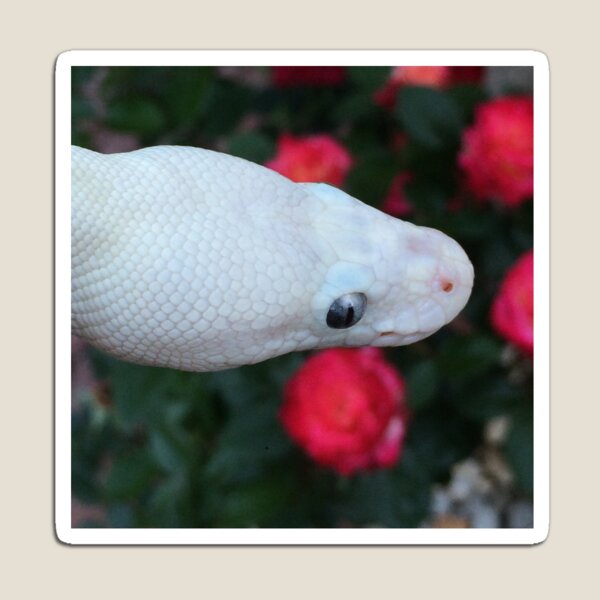 Item preview, White snake red roses designed and sold by dragongirl222.