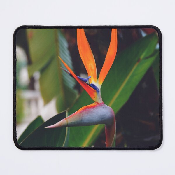 Item preview, Colorful Crane Flower in Tropical Garden - Nature Close Up Photography designed and sold by CarolinaReina.