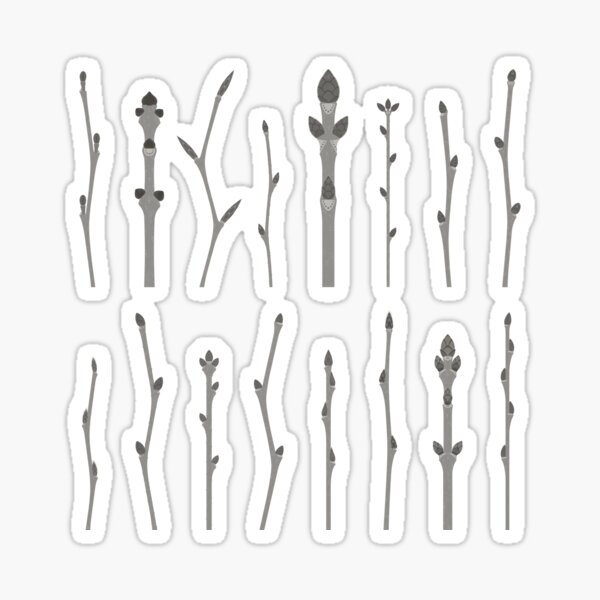 Common Tree Shoots Identification ID Chart (Englisch) Sticker